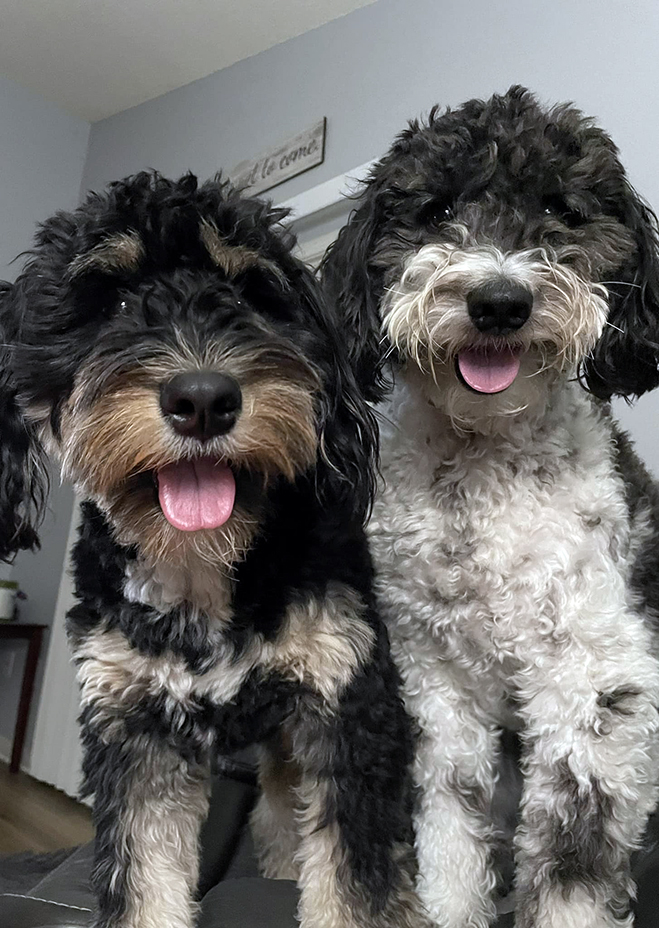 Newfies-sm